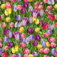 ttDONA-CD3251-TULIP