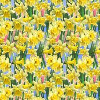 ttDONA-CD3253-DAFFODIL