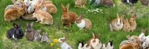 Farm Animals