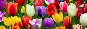 Burst Of Color